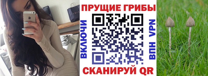 Псилоцибиновые грибы Psilocybine cubensis  Хабаровск 